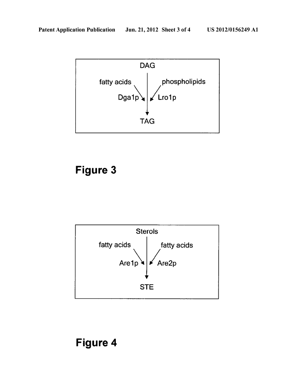 GENETICALLY MODIFIED ORGANISM FOR THE PRODUCTION OF LIPIDS - diagram, schematic, and image 04