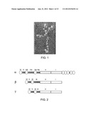 RECOMBINANT LAMININ-521 diagram and image