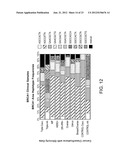 SINGLE NUCLEOTIDE POLYMORPHISMS IN BRCA1 AND CANCER RISK diagram and image