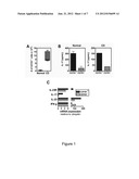 Pathogenic TH17 Cells; related reagents and methods diagram and image