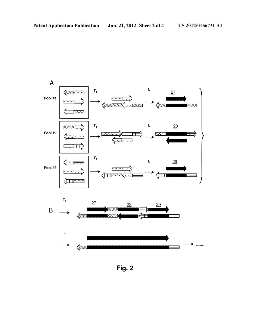 Improved Methods for Rapid Gene Synthesis - diagram, schematic, and image 03