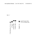 PREPARATION AND ISOLATION OF 5  CAPPED MRNA diagram and image