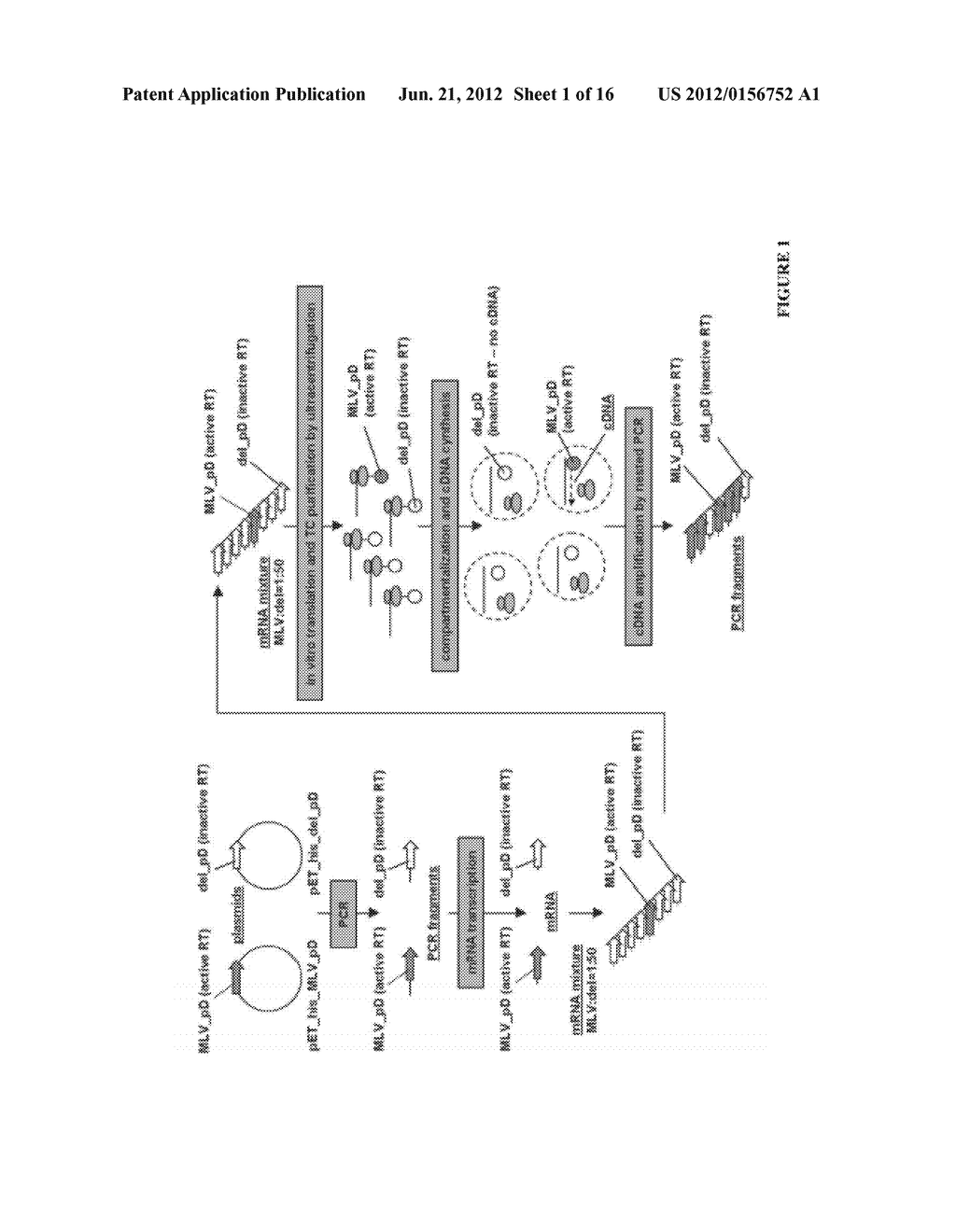 PRODUCTION OF NUCLEIC ACID - diagram, schematic, and image 02