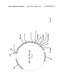 PRODUCTION OF NUCLEIC ACID diagram and image