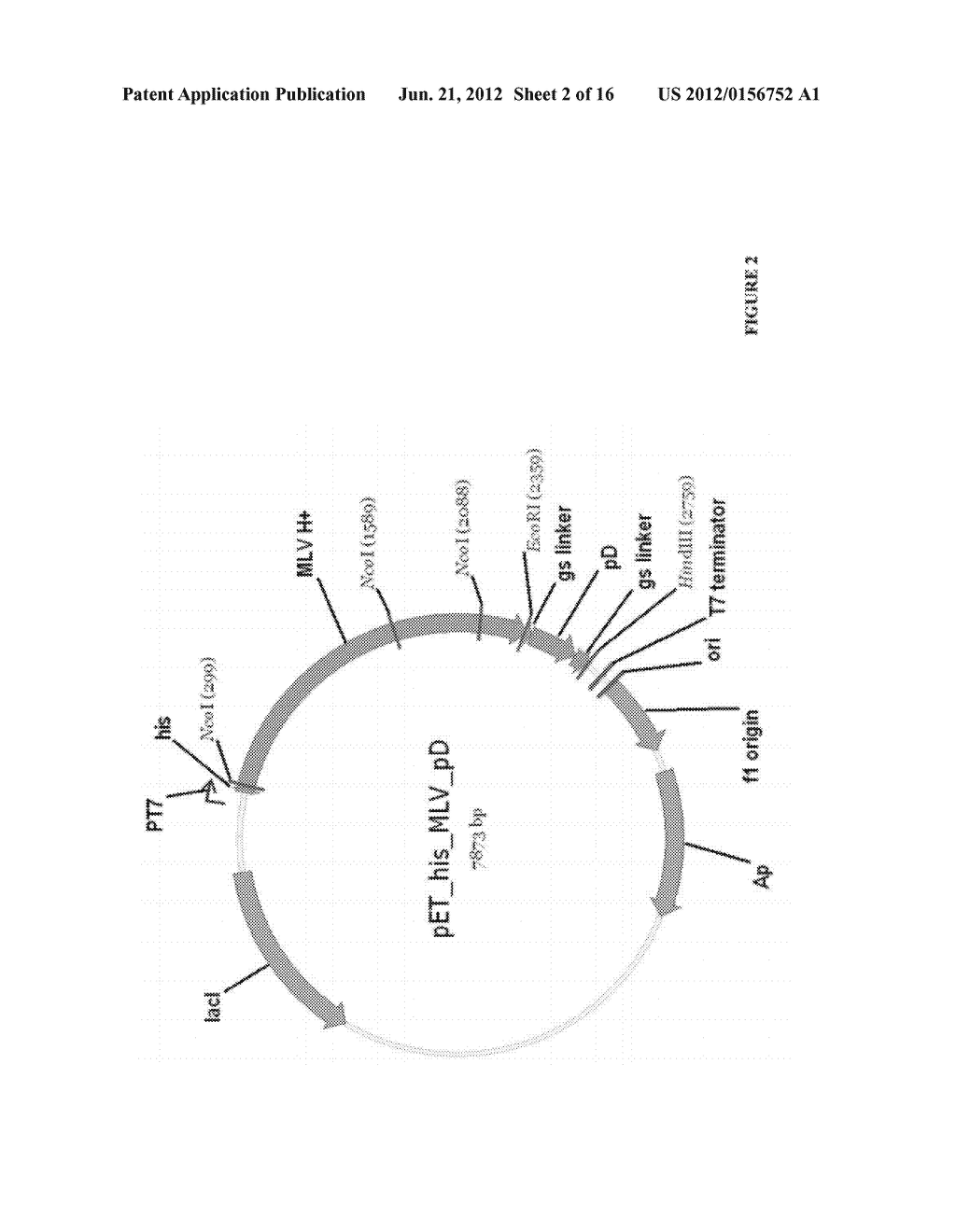 PRODUCTION OF NUCLEIC ACID - diagram, schematic, and image 03