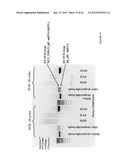 PRODUCTION OF NUCLEIC ACID diagram and image