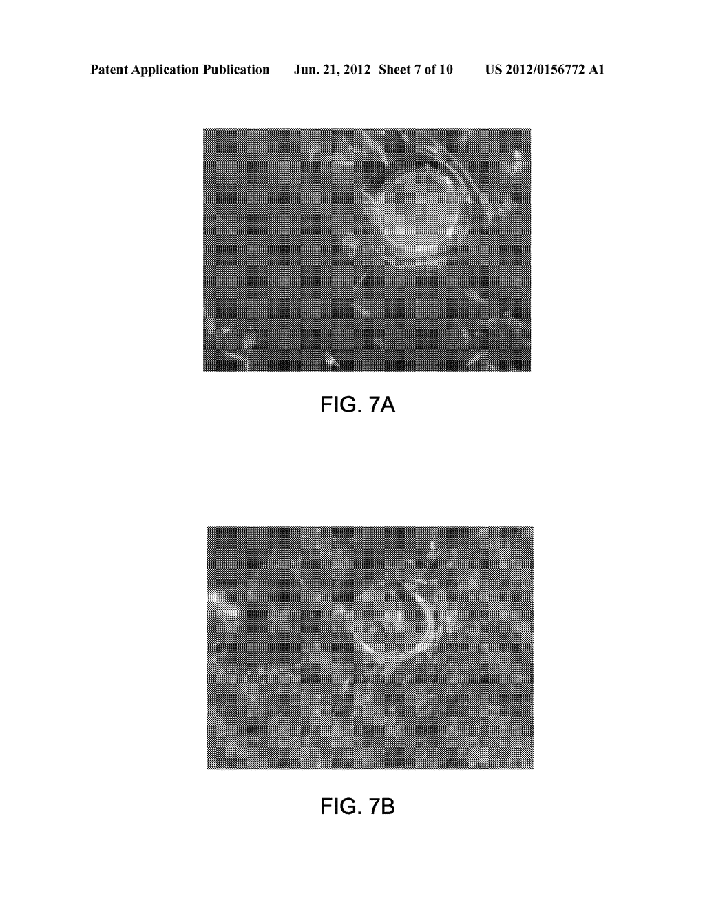 CELL CARRIER AND METHODS OF MAKING - diagram, schematic, and image 08