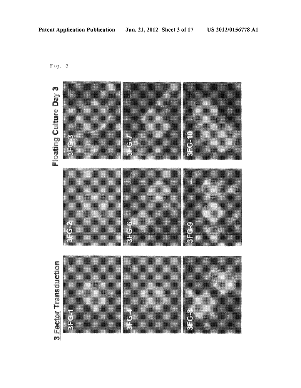 METHOD FOR EFFICIENT PRODUCTION OF INDUCED PLURIPOTENT STEM CELLS     UTILIZING CELLS DERIVED FROM ORAL MUCOSA - diagram, schematic, and image 04