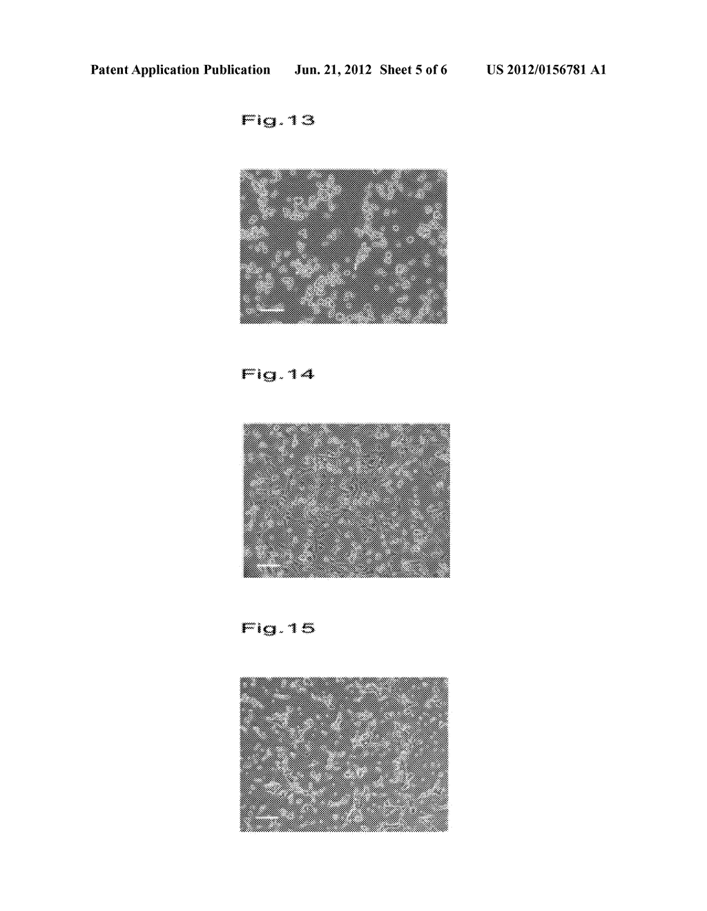 TEMPERATURE-RESPONSIVE CELL CULTURE SUBSTRATE ON WHICH A STRAIGHT-CHAIN     TEMPERATURE-RESPONSIVE POLYMER IS IMMOBILIZED, AND MANUFACTURING METHOD     THEREFOR - diagram, schematic, and image 06