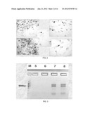 METHODS AND PRODUCTS FOR BIASING CELLULAR DEVELOPMENT diagram and image