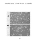 METHODS AND PRODUCTS FOR BIASING CELLULAR DEVELOPMENT diagram and image