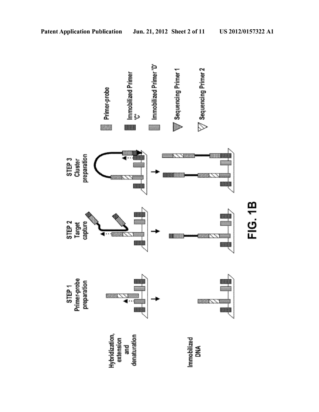 Direct Capture, Amplification and Sequencing of Target DNA Using     Immobilized Primers - diagram, schematic, and image 03