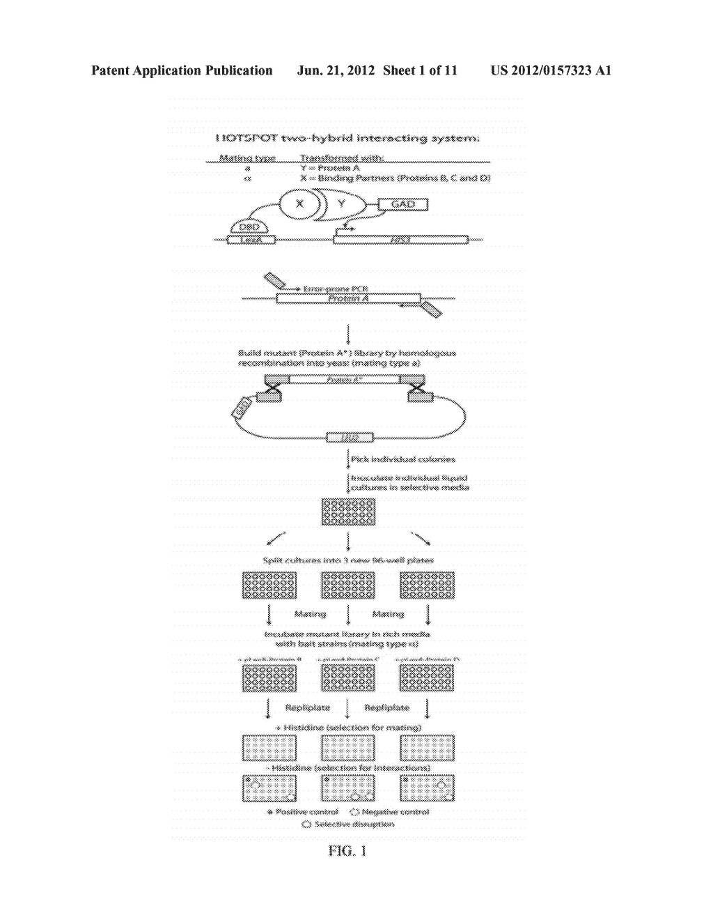 TWO-HYBRID BASED SCREEN TO IDENTIFY DISRUPTIVE RESIDUES AT MULTIPLE     PROTEIN INTERFACES - diagram, schematic, and image 02