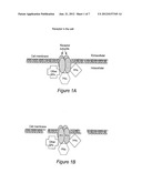 Methods and Compositions for Obtaining and Using Biologically Active     Multi-Protein Complexes diagram and image