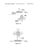 Methods and Compositions for Obtaining and Using Biologically Active     Multi-Protein Complexes diagram and image