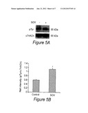 Methods and Compositions for Obtaining and Using Biologically Active     Multi-Protein Complexes diagram and image