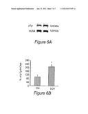 Methods and Compositions for Obtaining and Using Biologically Active     Multi-Protein Complexes diagram and image