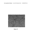 NODULE SPECIFIC MEDICAGO PEPTIDES HAVING ANTIMICROBIAL ACTIVITY AND     PHARMACEUTICAL COMPOSITIONS CONTAINGING THE SAME diagram and image