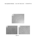 NODULE SPECIFIC MEDICAGO PEPTIDES HAVING ANTIMICROBIAL ACTIVITY AND     PHARMACEUTICAL COMPOSITIONS CONTAINGING THE SAME diagram and image