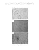 NODULE SPECIFIC MEDICAGO PEPTIDES HAVING ANTIMICROBIAL ACTIVITY AND     PHARMACEUTICAL COMPOSITIONS CONTAINGING THE SAME diagram and image