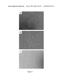 NODULE SPECIFIC MEDICAGO PEPTIDES HAVING ANTIMICROBIAL ACTIVITY AND     PHARMACEUTICAL COMPOSITIONS CONTAINGING THE SAME diagram and image