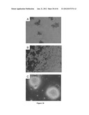 NODULE SPECIFIC MEDICAGO PEPTIDES HAVING ANTIMICROBIAL ACTIVITY AND     PHARMACEUTICAL COMPOSITIONS CONTAINGING THE SAME diagram and image