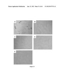 NODULE SPECIFIC MEDICAGO PEPTIDES HAVING ANTIMICROBIAL ACTIVITY AND     PHARMACEUTICAL COMPOSITIONS CONTAINGING THE SAME diagram and image