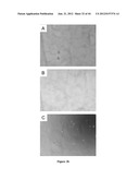 NODULE SPECIFIC MEDICAGO PEPTIDES HAVING ANTIMICROBIAL ACTIVITY AND     PHARMACEUTICAL COMPOSITIONS CONTAINGING THE SAME diagram and image