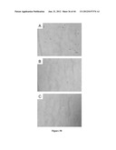 NODULE SPECIFIC MEDICAGO PEPTIDES HAVING ANTIMICROBIAL ACTIVITY AND     PHARMACEUTICAL COMPOSITIONS CONTAINGING THE SAME diagram and image