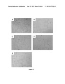 NODULE SPECIFIC MEDICAGO PEPTIDES HAVING ANTIMICROBIAL ACTIVITY AND     PHARMACEUTICAL COMPOSITIONS CONTAINGING THE SAME diagram and image