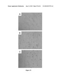 NODULE SPECIFIC MEDICAGO PEPTIDES HAVING ANTIMICROBIAL ACTIVITY AND     PHARMACEUTICAL COMPOSITIONS CONTAINGING THE SAME diagram and image