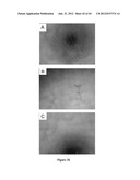 NODULE SPECIFIC MEDICAGO PEPTIDES HAVING ANTIMICROBIAL ACTIVITY AND     PHARMACEUTICAL COMPOSITIONS CONTAINGING THE SAME diagram and image