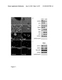 COMPOSITIONS AND METHODS FOR CARDIAC TISSUE REPAIR diagram and image