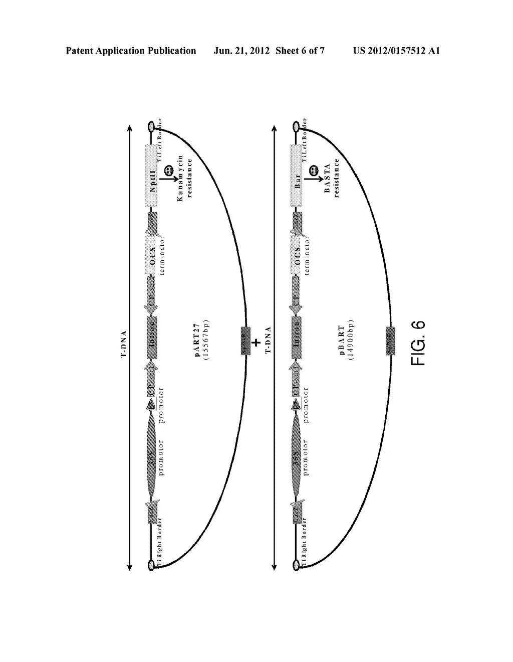 Preventing and Curing Beneficial Insect Diseases Via Plant Transcribed     Molecules - diagram, schematic, and image 07