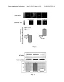 Small Peptide Expression System in Mammalian Cells diagram and image