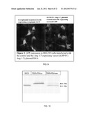 Small Peptide Expression System in Mammalian Cells diagram and image