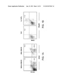 Methods Of Producing Humanized Non-Human Mammals diagram and image