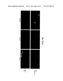 Methods Of Producing Humanized Non-Human Mammals diagram and image