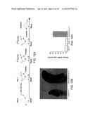 Methods Of Producing Humanized Non-Human Mammals diagram and image