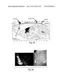 COMPOSITIONS AND METHODS FOR EVALUATING COGNITIVE DEFECTS diagram and image