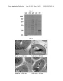 EXTRACELLULAR VESICLES DERIVED FROM GRAM-POSITIVE BACTERIA, AND USE     THEREOF diagram and image