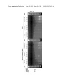 EXTRACELLULAR VESICLES DERIVED FROM GRAM-POSITIVE BACTERIA, AND USE     THEREOF diagram and image