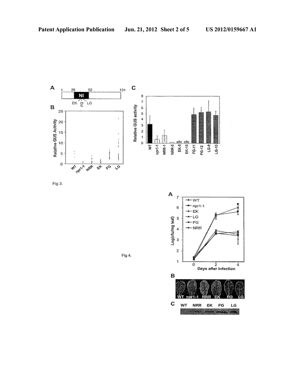 VARIANTS OF NRR ACTIVATE PLANT DISEASE RESISTANCE - diagram, schematic, and image 03