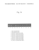 PROTEIN HAVING GLYCOALKALOID BIOSYNTHETIC ENZYME ACTIVITY AND GENE     ENCODING THE SAME diagram and image