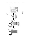 CLASSIFICATION OF POSTURE STATES diagram and image