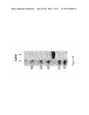 IMMUNO-CONJUGATES AND METHODS FOR PRODUCING THEM diagram and image