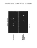 IMMUNO-CONJUGATES AND METHODS FOR PRODUCING THEM diagram and image