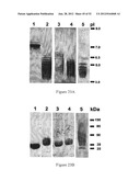 IMMUNO-CONJUGATES AND METHODS FOR PRODUCING THEM diagram and image