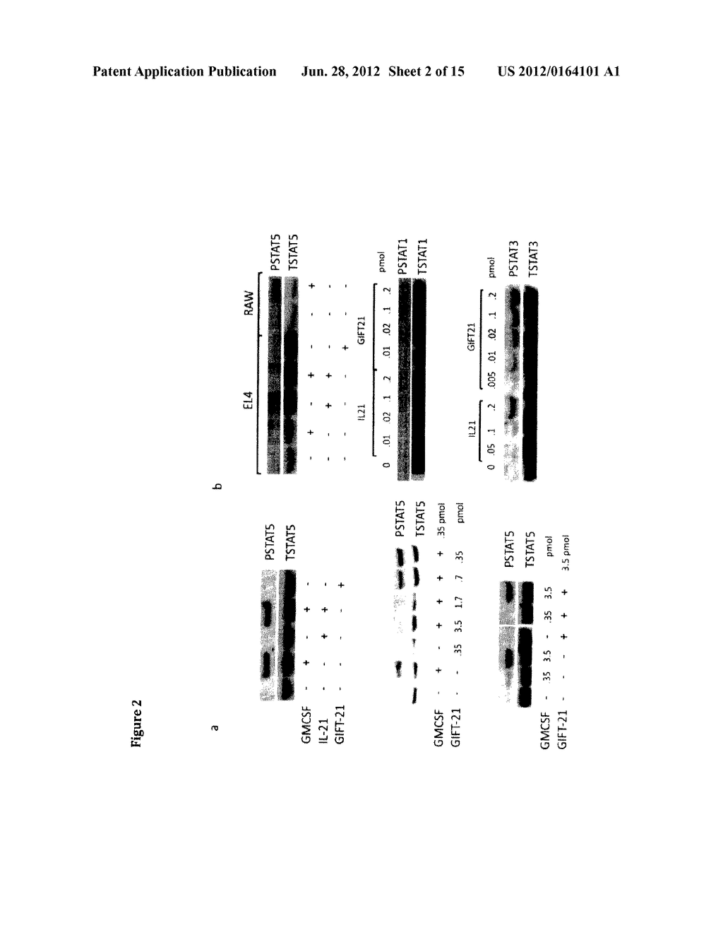 GM-CSF AND INTERLEUKIN-21 CONJUGATES AND USES THEREOF IN THE MODULATION OF     IMMUNE RESPONSE AND TREATMENT OF CANCER - diagram, schematic, and image 03