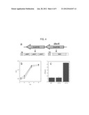 CYCLIC DI-AMP INDUCTION OF TYPE I INTERFERON diagram and image